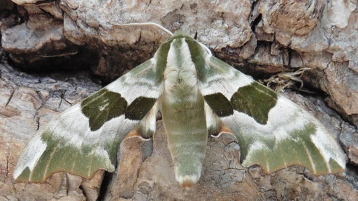 Linden-Schwärmer - Mimas tiliae bei Grötzingen (H. Schuldt, 2025)