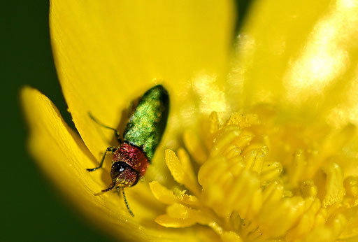 Zierlicher Prachtkäfer (Glänzender Blütenprachtkäfer) - Anthaxia nitidula, weiblich; auf Blütenbesuch in einer Hahnenfußblüte (G. Franke, 27.04.2024)
