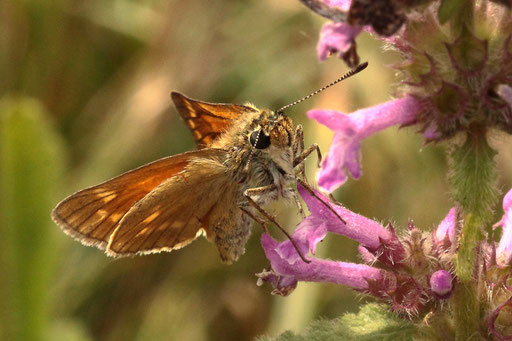 Rostfarbiger Dickkopffalter - Ochlodes sylvanus; Blütenbesuch am Waldwegrand bei Langenalb (G. Franke, 04.07.2023) Danke für die Bestätigung im Lepiforum