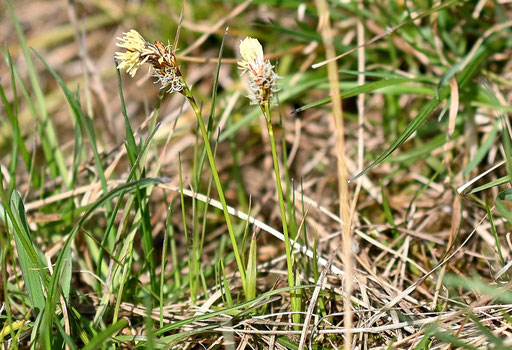 Frühlings-Segge - Carex caryophyllea