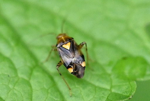 Gepunktete Nesselwanze - Liocoris tripustulatus; am Waldwegrand bei Karlsbad-Spielberg; ca. 5 mm lang (G. Franke, 16.04.2025) vielen Dank für die Bestätigung bei iNaturalist
