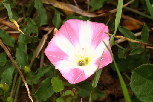 Acker-Winde - Convolvulus arvensis; Ackerrand bei Karlsbad-Auerbach (G. Franke, 05.06.2021)