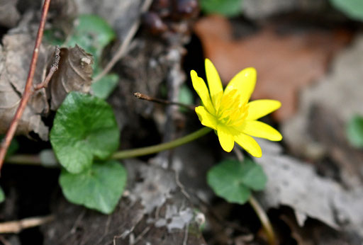 Die ersten Blüten vom Scharbockskraut öffnen sich (G. Franke, 15.02.2024)