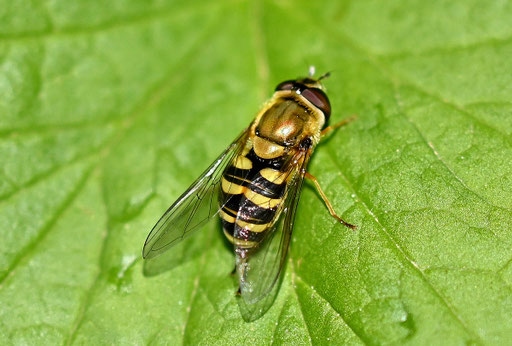 Eine Große Schwebfliege - Syrphus ribesii, ruht auf einem Blatt im Garten (G. Franke, 27.04.2024)