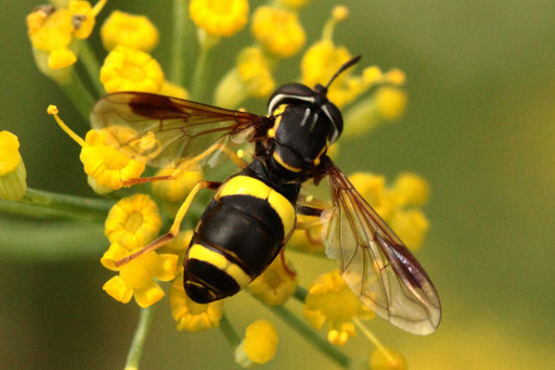 Zweiband-Wespenschwebfliege - Chrysotoxum bicinctum; Karlsbad-Spielberg - auf Fenchelblüten (G. Franke, 29.08.2023)