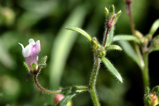 Kleiner Orant (Kleines Leinkraut) - Chaenorhinum minus; Wegrand bei Dobel (G. Franke)