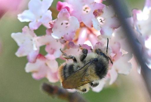 eine Wald-Hummel - Bombus sylvarum auf den Blüten des Winter-Schneeballs im Garten (G. Franke, 19.03.25)