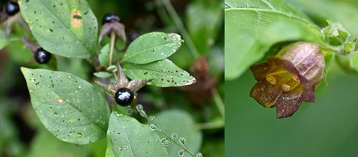 Tollkirsche - Atropa bella-donna; fruchtend und blühend bei Karlsbad-Ittersbach an einem Waldwegrand; die Beeren enthalten eine große Menge giftiger Alkaloide (G. Franke, 17.09.2024)