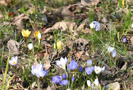 Die Krokusblüte hat eingesetzt (G. Franke, Spielberg, 19.02.2025)