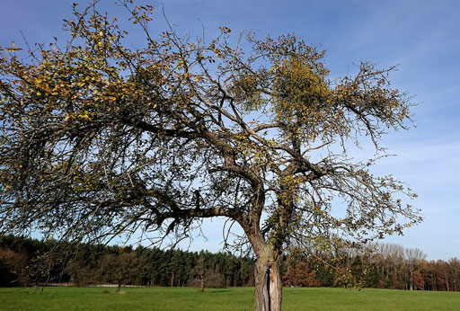Laubholz-Mistel - Viscum album ssp. album; auf einem Obstbaum zwischen Karlsbad-Ittersbach und Marxzell-Pfaffenrot (G. Franke, Februar 2018)