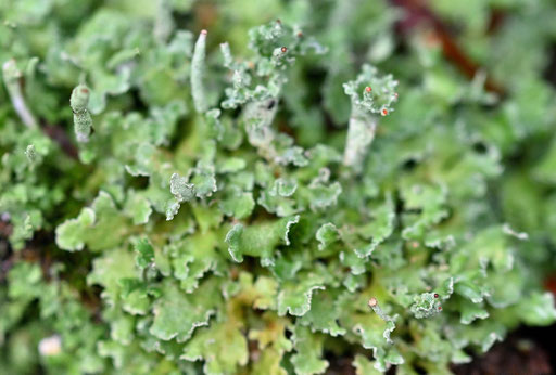 Finger-Becherflechte - Cladonia digitata; an einem Baumstumpf in Bachnähe zwischen Straubenhardt-Langenalb und Marxzell-Pfaffenrot (G. Franke, 28.11.2024) vielen Dank für die Bestätigung durch B. Miggel und iNaturalist