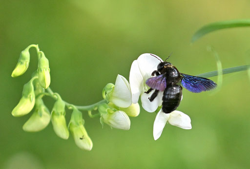 eine Blauschwarze Holzbiene - Xylopa violacea; sie mag besonders den Nektar von Platterbsen und Ziest - hier an der Breitblättrigen Platterbse (G. Franke, 23.06.2025)