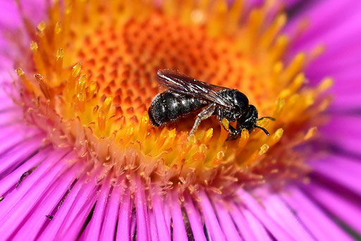 ein Winzling unter den Wildbienen - eine Schwarzglänzende Keulhornbiene - Ceratina cucurbitina; auf einer Asternblüte, Garten bei Karlsbad-Spielberg (G. Franke, 20.09.2024) vielen Dank für die Bestimmungshilfe bei iNaturalist