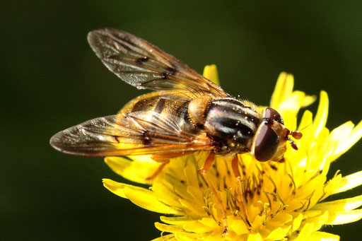 Rothörnige Goldschwebfliege - Ferdinandea ruficornis; Streuobstwiese bei Karlsbad-Spielberg (G. Franke, 12.08.2023)