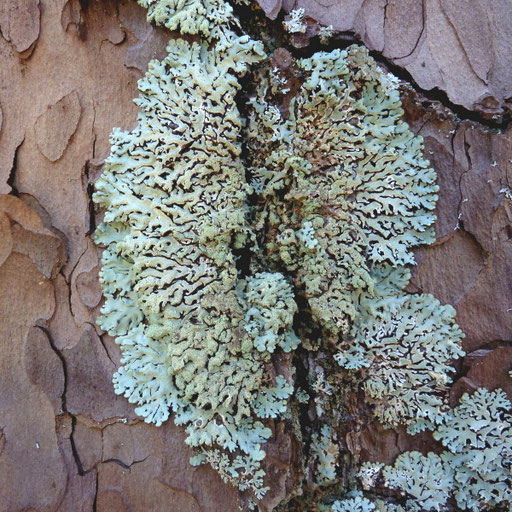 Großer, feuchter, bläulichgrauer Thallus. Foto: Bernd Miggel.