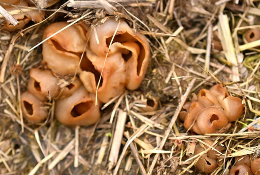 Blasiger Becherling – Peziza vesiculosa; gesellig auf einem Misthaufen - Wiese bei Karlsbad-Spielberg (G. Franke, 30.03.2024)