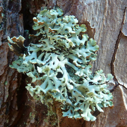 Noch junger, grünlichgrauer Thallus von Hypogymnia physodes auf der Borke einer alten Waldkiefer. Foto: Bernd Miggel.