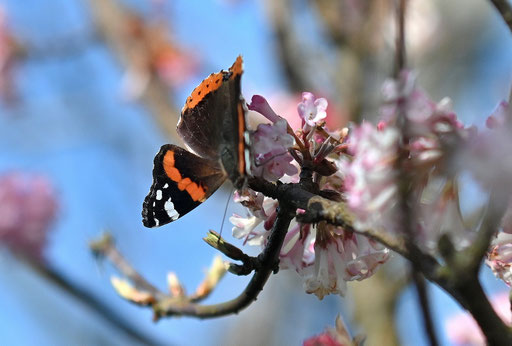 mehrere Admirale (Vanessa atalanta) tummeln sich auf den voll- bis abblühenden Blüten des Winter-Schneeballs (G. Franke, 04.03.2025)