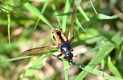 Gemeiner Totengräber - Nicrophorus vespillo; Wiesenrand am Wald südlich von Karlsbad-Spielberg (G. Franke, 09.05.2025) gelbe Flügeldecken mit schwarzen Querstreifen, hier beim Abflug so nicht zu sehen