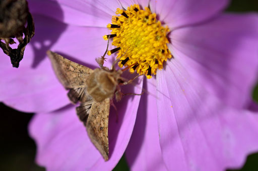 Baumwoll-Sonneneule - Helicoverpa armigera; Blütenbesuch im Garten bei Spielberg (G. Franke, 21.10.2023)