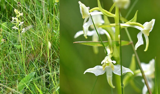 Grünliche Waldhyazinthe - Platanthera chlorantha; bei Dobel (G. Franke, Juni 2024)