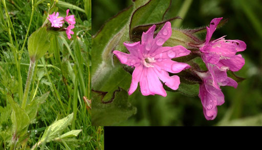 Rote Lichtnelke - Silene dioica; Wiesenrand bei Karlsbad-Spielberg (G. Franke, April 2022)