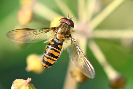 Hain-Schwebfliege - Episyrphus balteatus; im Efeu bei Karlsbad-Spielberg kurz vor Weihnachten (G. Franke, 18.12.2024)