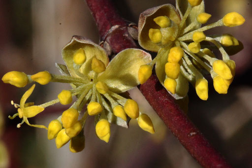 Gegen Ende des Vorfrühlings beginnt die Kornelkirsche bereits ihre Blütenknospen zu öffnen (G. Franke, 28.02.2021)