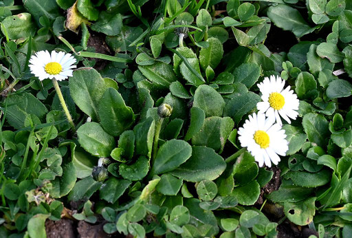 Gänseblümchen - Bellis perennis; Blüten auf der Gartenwiese am 29.12.2023 (G. Franke)