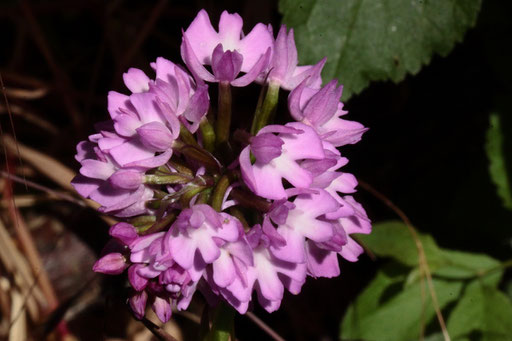 Pyramiden-Hundswurz - Anacamptis pyramidalis; eine Orchidee, für die ein Standort/ Wegrand südlich von Karlsbad-Spielberg untypisch ist, da sie auf Kalkmagerrasen wächst, hier evtl. durch das Schotterbett des Weges bedingt (G. Franke, 12.06.2023)