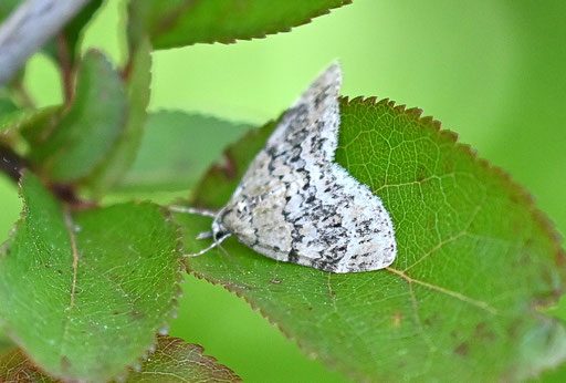 Gelbgrüner Lappenspanner - Acasis viretata; Gebüschstreifen bei Karlsbad-Spielberg (G. Franke, 09.05.2025)