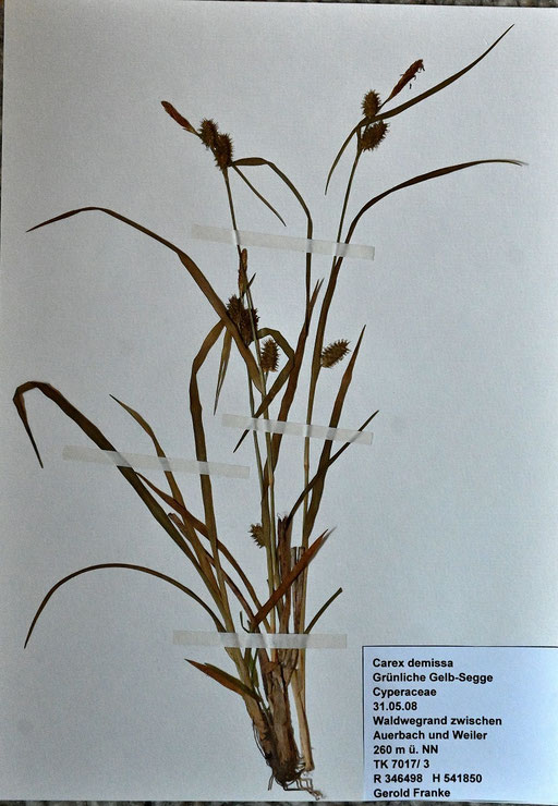 Grünliche Gelb-Segge - Carex demissa, zwischen Auerbach und Weiler (G. Franke, 2008)