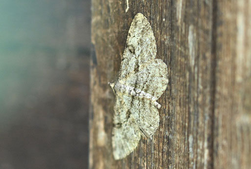 Rauten-Rindenspanner - Peribatodes rhomboidaria; Garten bei Karlsbad-Spielberg (G. Franke, 27.08.2024) vielen Dank für die Bestimmungshilfe im Lepiforum