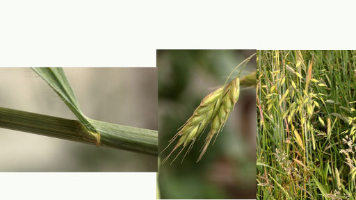 Roggen-Trspe - Bromus secalinus; bei Pfinzweiler Weg- und Ackerrand (G. Franke)