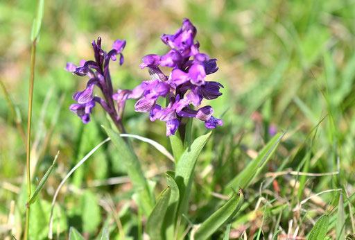 Das Kleine Knabenkraut blüht bei Ittersbach (G. Franke, 19.04.2025)