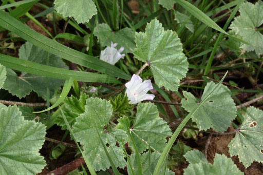 Weg-Malve - Malva neglecta; Ackerrand bei Karlsbad-Spielberg (G. Franke, 20.09.2022)