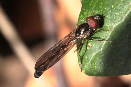 NSG "Pfinzquellen" bei Karlsbad-Ittersbach - eine Gemeine Schattenschwebfliege - Baccha elongata, männlich (G. Franke, 22.04.2023)