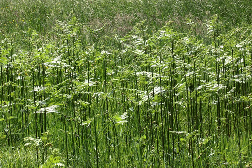 Gewöhnlicher Adlerfarn Pteridium aqulinum; Streuobstwiese unmittelbar am Waldrand bei Karlsbad-Spielberg (G. Franke, Mai 2023)