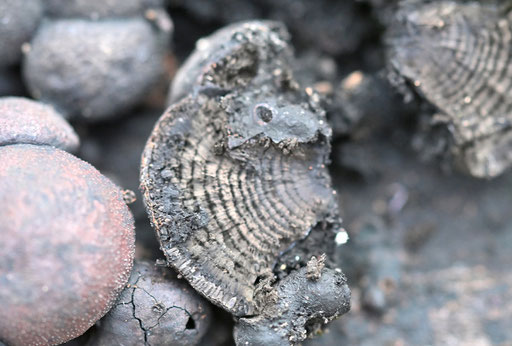Kohlen-Kugelpilz - Daldinia concentrica; Schnitt - konzentrisch gezontes Inneres (G. Franke, 18.12.2024)
