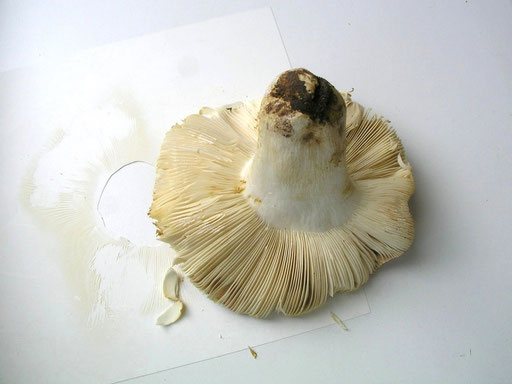 Bild 2 – Russula melliolens mit Blick auf den Lamellenbereich. Foto: Bernd Miggel.