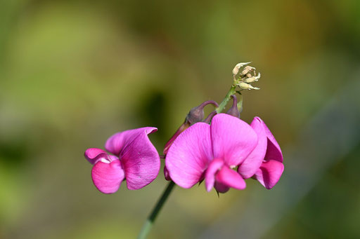 Breitblättrige Platterbse - Lathyrus latifolius; bei Karlsbad (G. Franke)