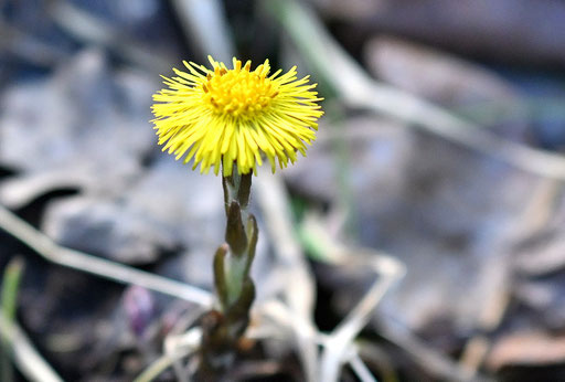 Der Huflattich (Tussilago farfara) ist aufgeblüht - Wegrand bei Karlsbad-Spielberg (G. Franke, 23.02.2025)
