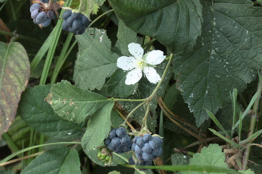 Kratzbeere - Rubus caesius; Waldsaum zwischen Keltern-Ellmendingen und Gräfenhausen (G. Franke, 29.08.2018)