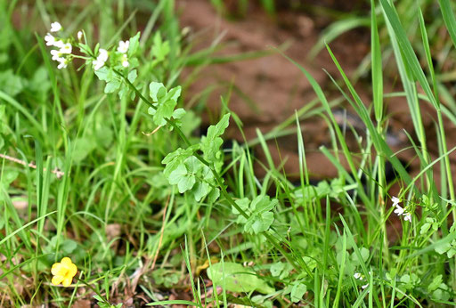 Bitteres Schaumkraut - Cardamine amara; Moosalbtal (G. Franke, 06.05.2025)