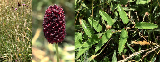 Großer Wiesenknopf - Sanguisorba officinalis; bei Karlsbad-Spielberg (G. Franke)