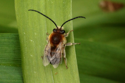 Mai-Langhornbiene - Eucera nigrescens; bei Karlsbad-Spielberg (G. Franke, 30.04.2023)