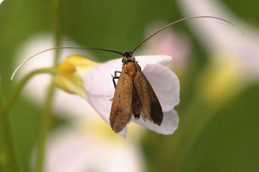 Rotsilberne Langhornmotte - Cauchas rufimitrella; auf Wiesenschaumkraut-Blüten bei Karlsbad-Spielberg (G. Franke, 02.05.2023)