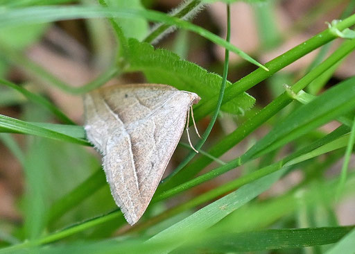 Moorwald-Adlerfarnspanner - Petrophora chlorosata; am Maienbergkopf bei Dobel im Nordschwarzwald (G. Franke, 20.05.2025) Rote Liste BW - Vorwarnstufe