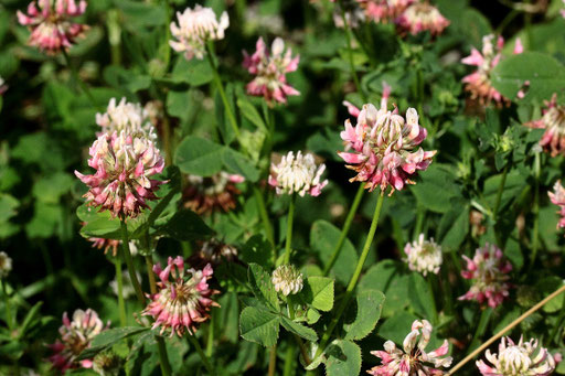 Schweden-Klee - Trifolium hybridum; bei Marxzell-Pfaffenrot (G. Franke, 21.06.2018)