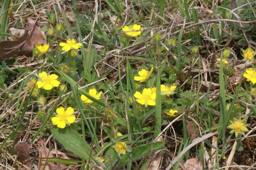 Frühlings-Fingerkraut - Potentilla neumanniana; bei Dietlingen (G. Franke, April 2011)